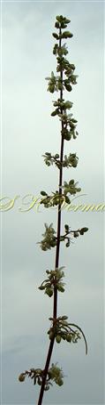  Male Inflorescence (Clustered drooping panicle)